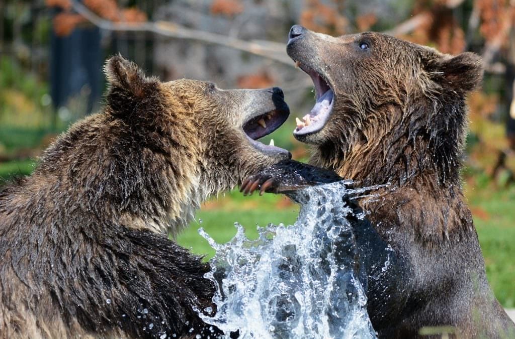 Out of the Wild: Taming the Information Beast in the Digital Age